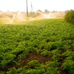 fresh green chickpeas field india