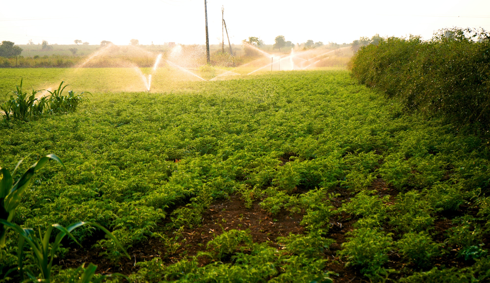 fresh green chickpeas field india