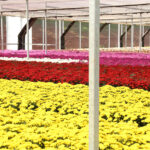 veiling destaque edição 106