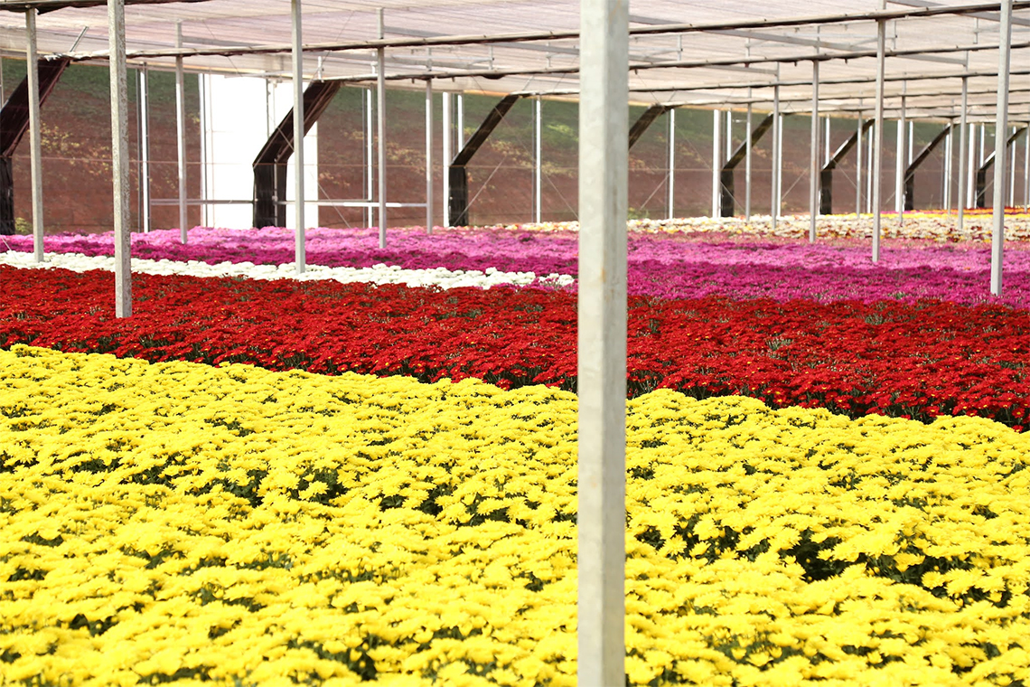 veiling destaque edição 106