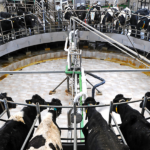 Cooperativa realiza mapeamento de qualidade com cafés especiais produzidos por mulheres img 1 21