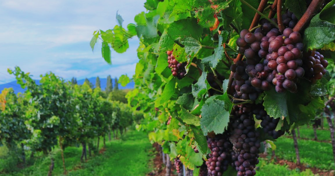 Em São Paulo, Mapa lança cartilhas educativas sobre Produção Integrada img 3 1