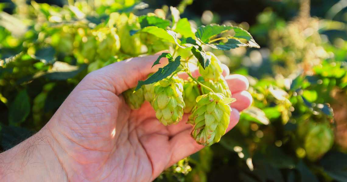Lúpulo é apresentado como alternativa para agricultura familiar img 8 1