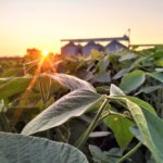 Cooperativas agroindustriais do Paraná faturaram R$ 162 bi carbono