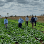 Cooperativas protagonizam marca histórica brasileira na produção de energia img 10 4