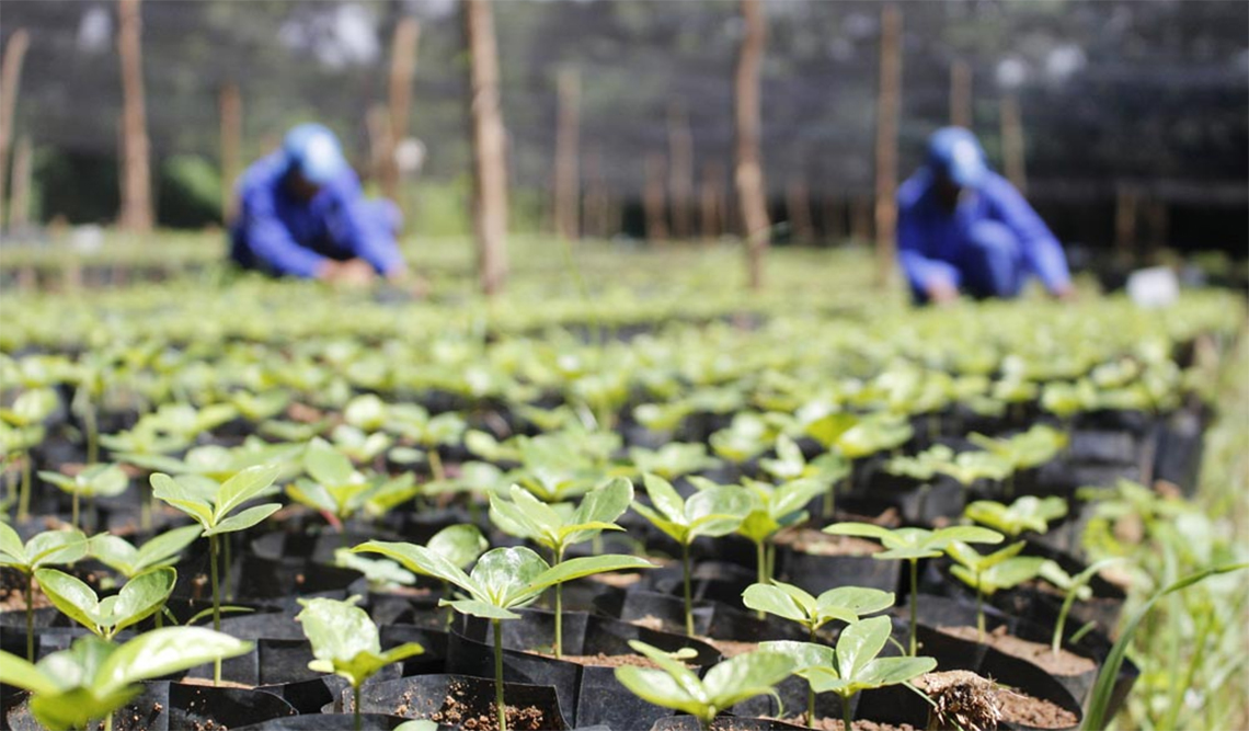 Cases de sucesso tornam as cooperativas um fenômeno nacional de sustentabilidade Destaque