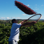 ES desenvolve programa de sustentabilidade na cafeicultura