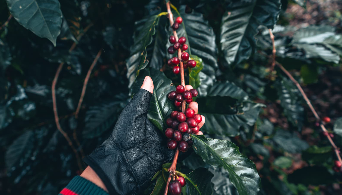 Cooperativa capixaba investe no primeiro laboratório do país dedicado ao café conilon
