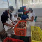 Embrapa e cooperativa atuam pela agregação de valor à biodiversidade no norte mineiro