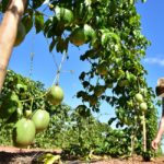 União entre produtores do Vale faz a diferença na fruticultura cooperativista