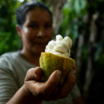 Bioeconomia no Brasil deve gerar US$ 284 bi ao ano e fortalecer cooperativas