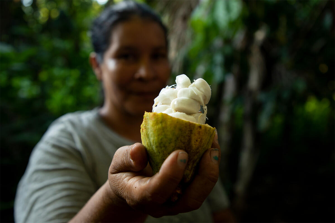 Bioeconomia no Brasil deve gerar US$ 284 bi ao ano e fortalecer cooperativas Bioeconomia no Brasil deve gerar US$ 284 bi ao ano e fortalecer cooperativas