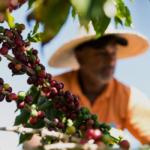 Cooperativa investe na cafeicultura sustentável e amplia oportunidades de produtores no cenário mundial