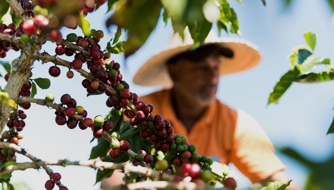 Cooperativa investe na cafeicultura sustentável e amplia oportunidades de produtores no cenário mundial Cooperativa investe na cafeicultura sustentável e amplia oportunidades de produtores no cenário mundial