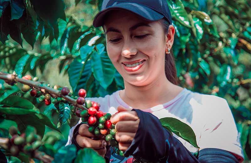 Mulheres se destacam em cenário cafeeiro paranaense Mulheres se destacam em cenário cafeeiro paranaense