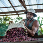 Cooperativa lança protocolo próprio de sustentabilidade para comunidade cafeeira mundial