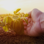 Seguro agrícola vira ferramenta essencial para o produtor
