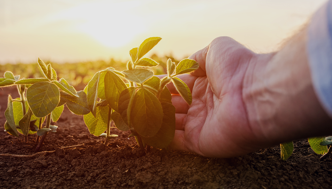 Seguro agrícola vira ferramenta essencial para o produtor Seguro agrícola vira ferramenta essencial para o produtor