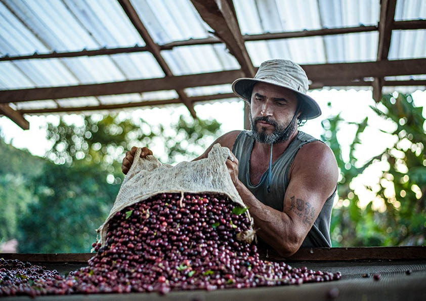 Cooperativa lança protocolo próprio de sustentabilidade para comunidade cafeeira mundial Cooperativa lança protocolo próprio de sustentabilidade para comunidade cafeeira mundial