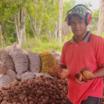 Cooperativa da agricultura familiar exporta 228 toneladas de coco de piaçava para o Egito