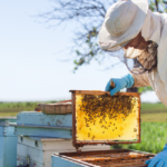 Cooperativa aposta na apicultura como alternativa sustentável para geração de emprego e renda