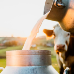 Cooperativa realiza levantamento da emissão de gases na produção de leite de seus cooperados