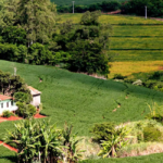Cooperativas de crédito podem ajudar brasileiros a ter resiliência financeira Créditos de carbono podem ser utilizados para compra de imóvel rural