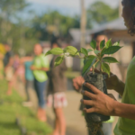 Cooperativa distribui mais de 400 mudas de árvore para colaboradores no mês do Meio Ambiente