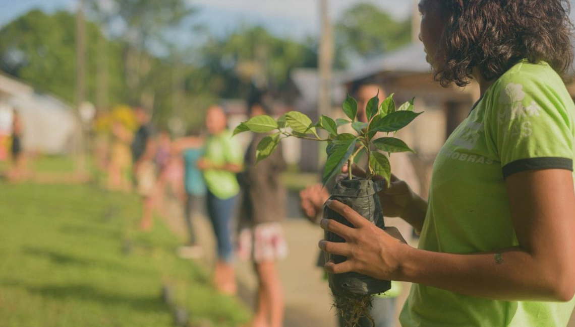 Cooperativa distribui mais de 400 mudas de árvore para colaboradores no mês do Meio Ambiente Cooperativa distribui mais de 400 mudas de árvore para colaboradores no mês do Meio Ambiente