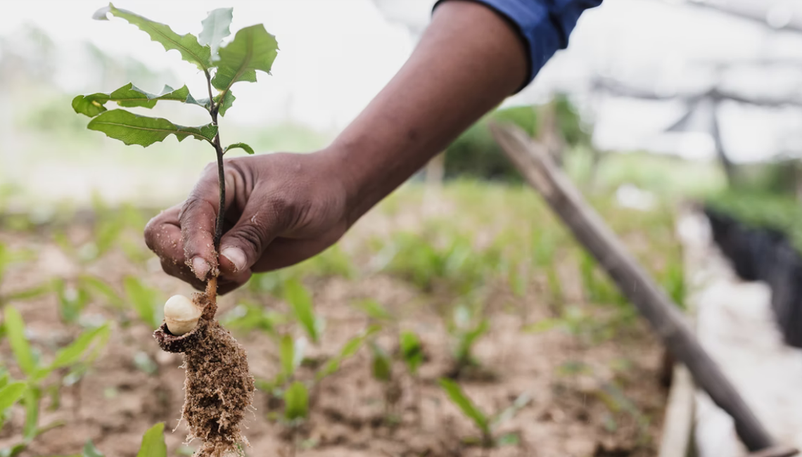 A tradição de sustentabilidade do agronegócio brasileiro A tradição de sustentabilidade do agronegócio brasileiro