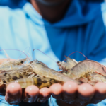 Criadores de camarão do Ceará já têm sua cooperativa