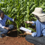 Solenidade na Assembleia Legislativa do Espírito Santo homenageia 30 personalidades do cooperativismo Mapa e Apex-Brasil conhecem detalhes do Programa de Negócios Coop