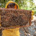 Cooperativa se destaca com produção sustentável de mel no Piauí