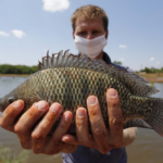 Como o cooperativismo impulsionou a criação de tilápia nas águas do 'Velho Chico'