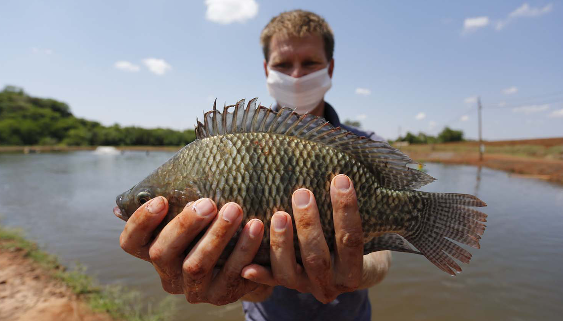 Como o cooperativismo impulsionou a criação de tilápia nas águas do 'Velho Chico'