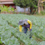 Cooperativa firma parceria em Programa de Sustentabilidade Ambiental e Saneamento Rural
