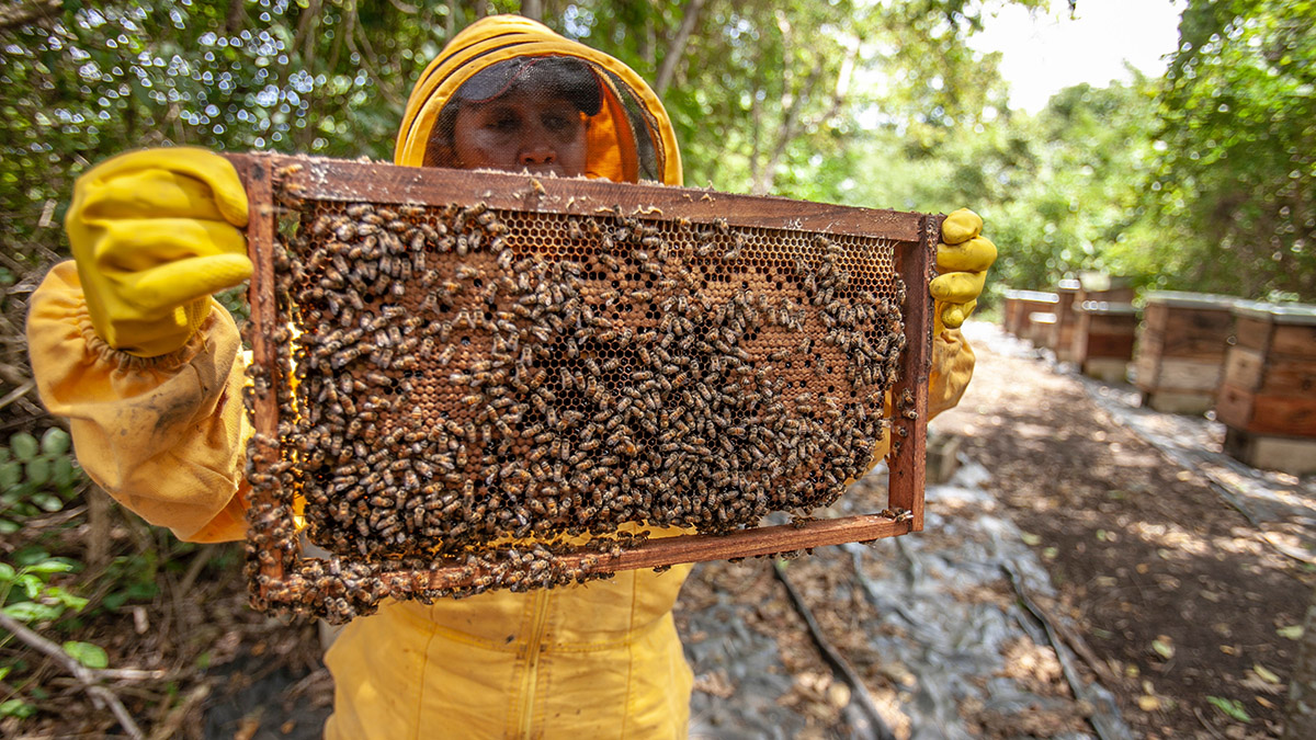 Cooperativa se destaca com produção sustentável de mel no Piauí