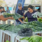Cooperativa de agricultura urbana chega a 100 associados