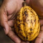 Cooperativa de crédito é classificada ‘Cooperativa Plena’ pelo Banco Central Você sabe o que o cooperativismo está fazendo pelo meio ambiente?