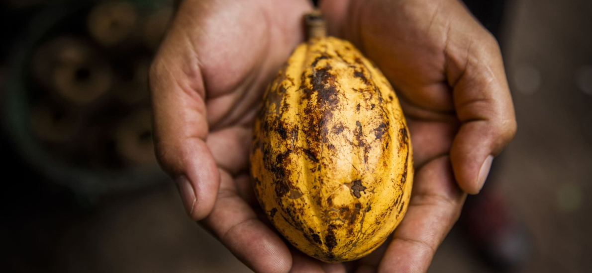 Você sabe o que o cooperativismo está fazendo pelo meio ambiente?