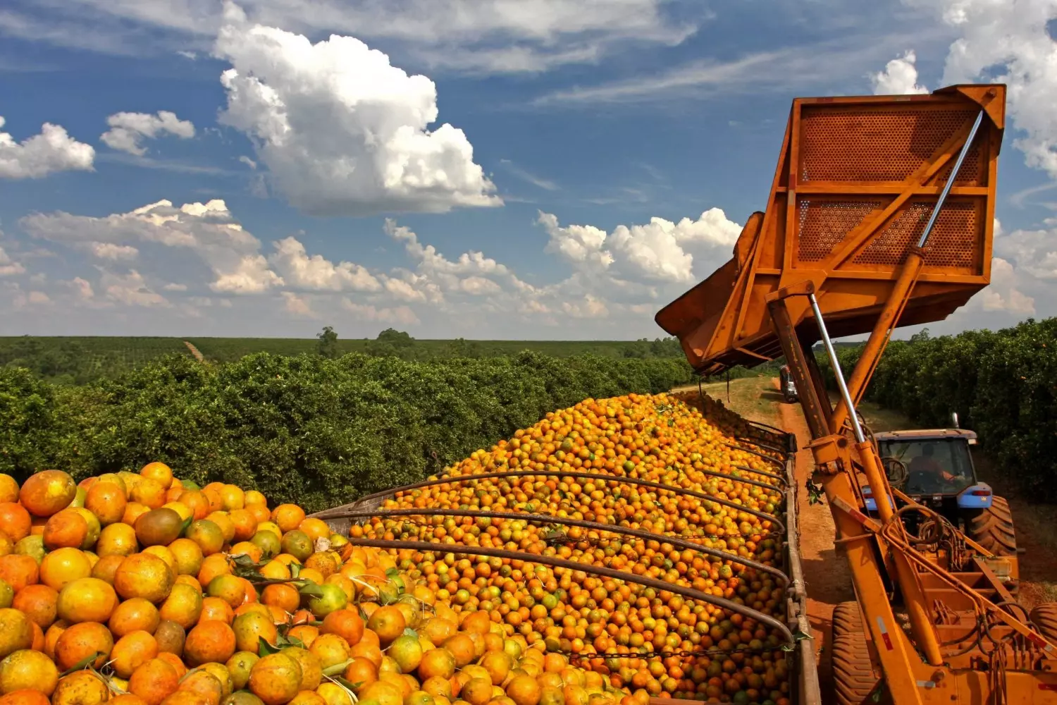Cooperativa revoluciona produção e comercialização de frutas por meio de inovação tecnológica