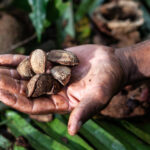 Cooperativa indígena leva castanha-do-brasil para evento internacional nos EUA