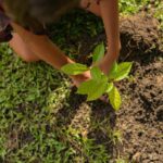 Primeira emissão de títulos verdes deve superar US$ 1 bilhão