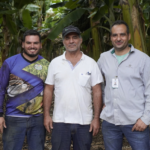 Produtor de banana cooperado supera média nacional de produtividade