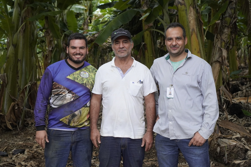 Através de cooperativa, produtor supera média nacional de produtividade Produtor de banana cooperado supera média nacional de produtividade