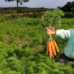Cooperativas do ES fornecem itens da agricultura familiar para cidades de SP