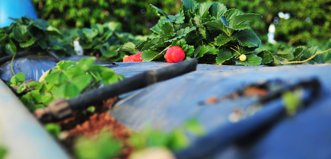 Cooperativas apostam em tecnologias para inovar no agro