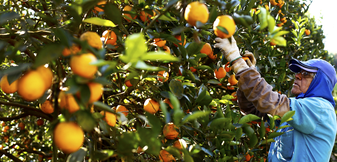 Com o suporte de cooperativa, citricultor garante alta produtividade em pequena área Com o suporte de cooperativa, citricultor garante alta produtividade em pequena área