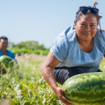 Cooperativas integram ranking de melhores empresas do Brasil Iniciativa reúne 52 cooperativas da agricultura familiar em rede de intercooperação
