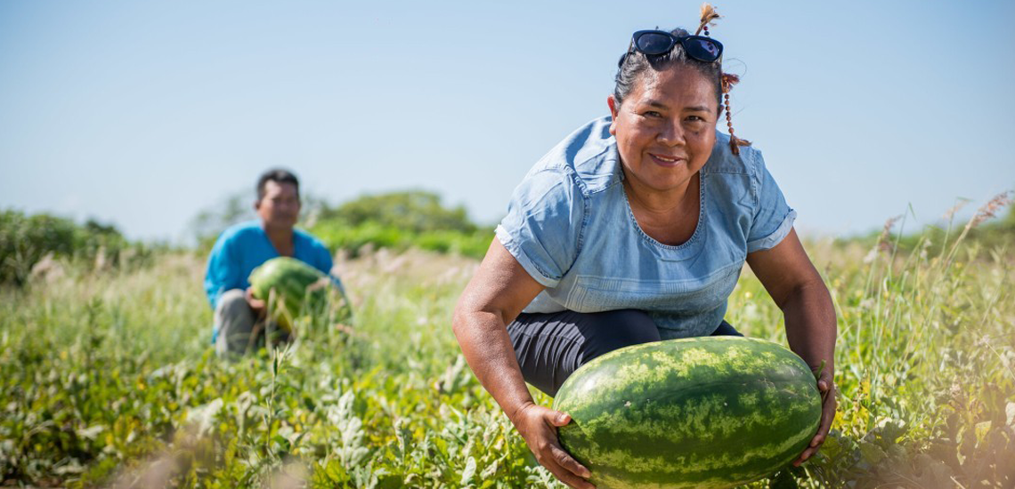 Iniciativa inédita reúne 52 cooperativas da agricultura familiar em rede de intercooperação Iniciativa reúne 52 cooperativas da agricultura familiar em rede de intercooperação